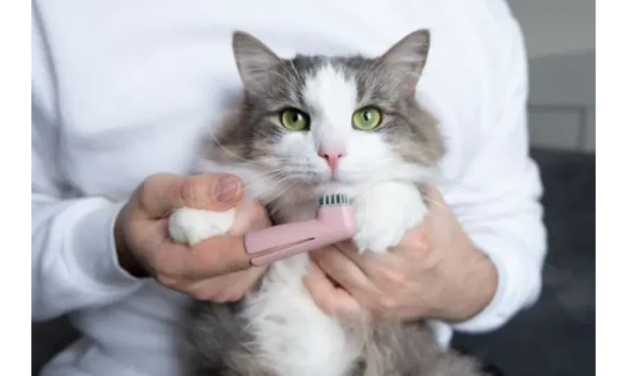 😺 ЗооМир Эксперт: Уход за зубами кошки - полное руководство для идеальной гигиены!