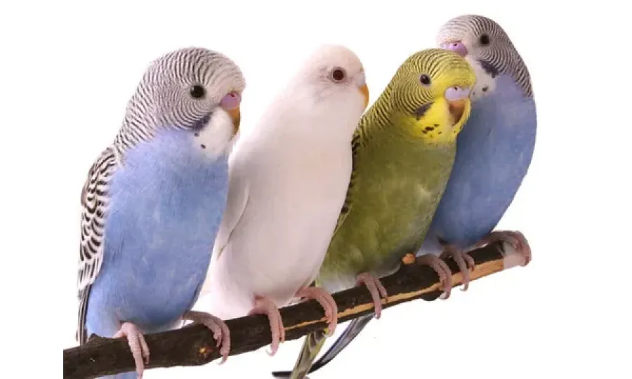 🦜 Попугай в доме: полное руководство по уходу и содержанию