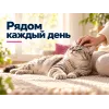 Advance Veterinary Diets Urinary — ветеринарная сухая диета с курицей для взрослых кошек, 8 кг