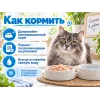 Almo Nature HFC для кошек, консервы из курицы и креветок 70г