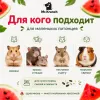 Mr.Kranch Арбузик 140 мл — керамическая миска для грызунов