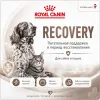 Royal Canin Recovery влажный диетический корм для собак и кошек 195 г