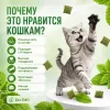 BEAPHAR Catnip Bits лакомство-подушечки для кошек и котят с кошачьей мятой, 35 г