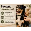 Каскад Classic — кожаный ошейник для собак, 25 мм, 39–51 см