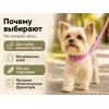 Каскад Classic — кожаный ошейник с мягкой подкладкой, 12 мм, 24–28 см