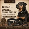 Ошейник Каскад «Классика» кожаный для собак, 35 мм, 55–64 см