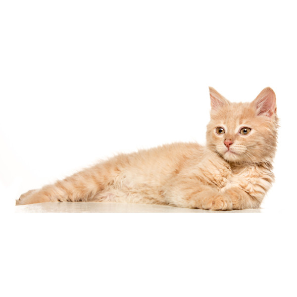 Чем можно кормить котенка?