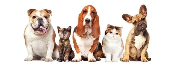 Счастливые питомцы ZooMag